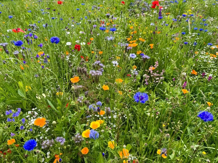 Jouw dagbesteding, jouw nieuwe plek. | Kleurrijke bloemen bloeien in groen gras, symbool voor de levendige dagbesteding op JouwNieuwePlek.