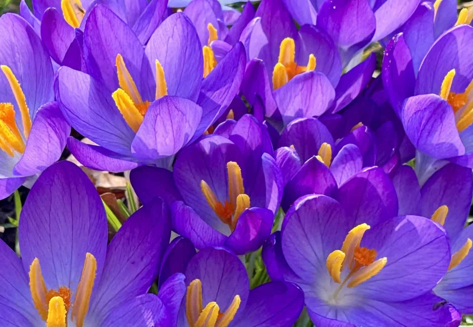 Jouw dagbesteding, jouw nieuwe plek. | Voorjaarsbloei bij Buytenplaats Zigtrijk | Dagbesteding biedt rust en natuurbeleving buiten, met ruimte voor groei en ontmoeting.