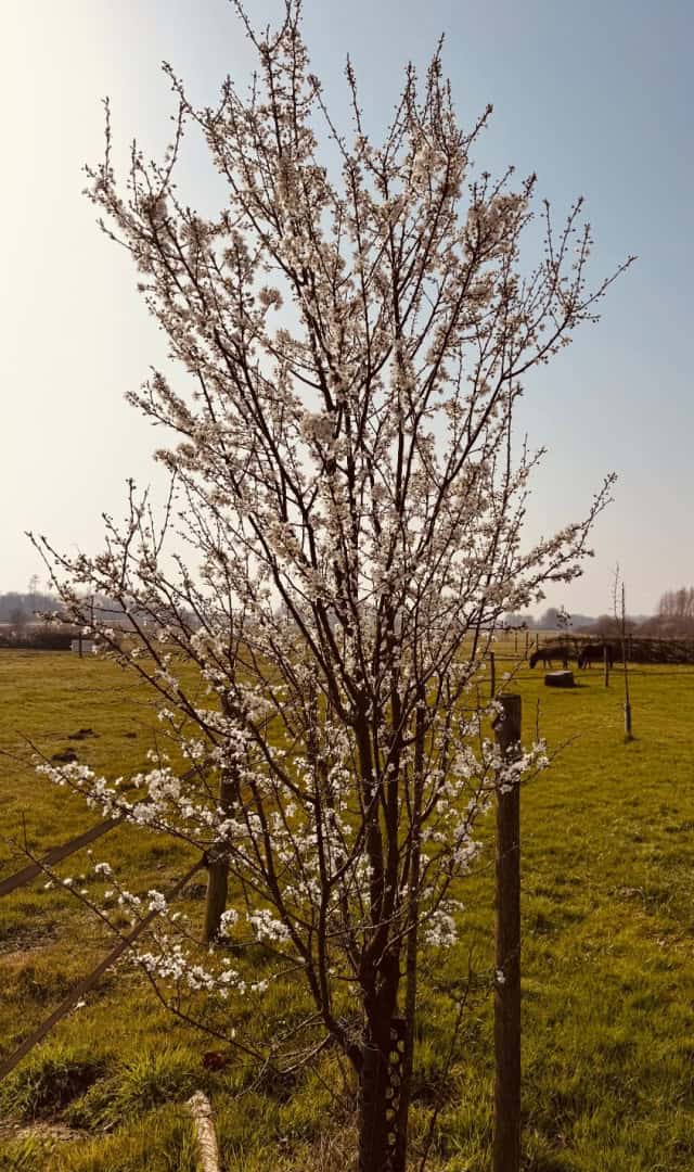 Jouw dagbesteding, jouw nieuwe plek. | Buiten bij Buytenplaats Zigtrijk is dagbesteding mogelijk in een groene, rustige omgeving.