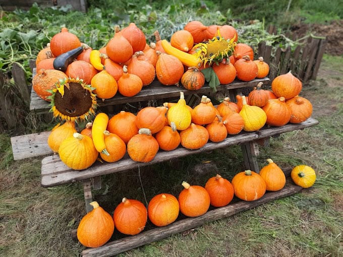 Buiten dagbesteding Dagbesteding dierenDagbesteding moestuin Dagbesteding buitenacitiviteiten