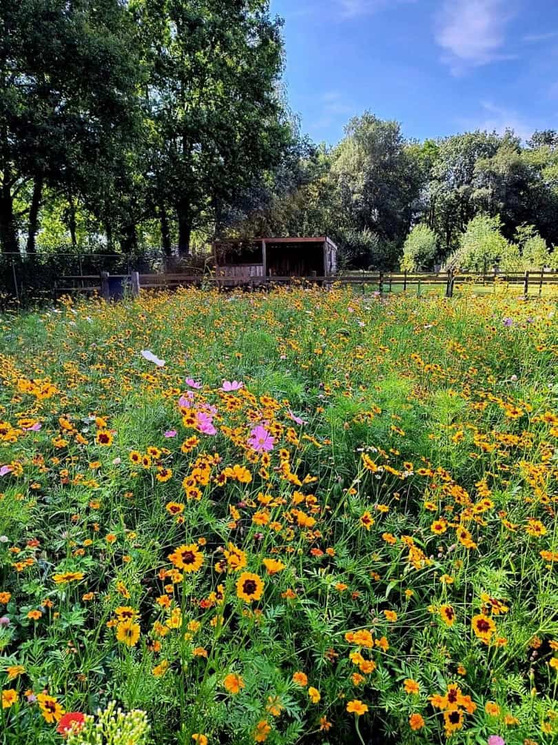 Buiten dagbesteding Dagbesteding dierenDagbesteding moestuin Dagbesteding buitenacitiviteiten