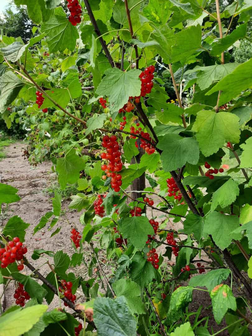 Buiten dagbesteding Dagbesteding dierenDagbesteding moestuin Dagbesteding buitenacitiviteiten