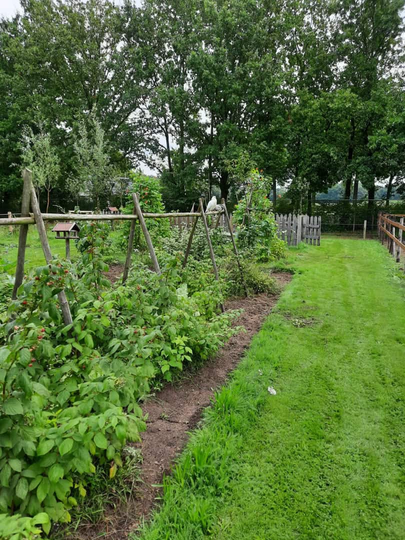 Jouw dagbesteding, jouw nieuwe plek. Tuin met houten rekwerk met groene planten en frambozenstruiken, omgeven door een graspad en bomen op de achtergrond.