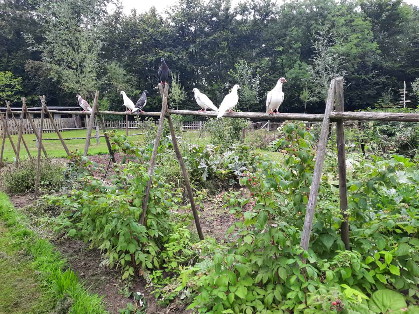 Jouw dagbesteding, jouw nieuwe plek. Meerdere duiven zaten op een houten constructie boven een tuin met weelderige groene planten en bomen op de achtergrond.