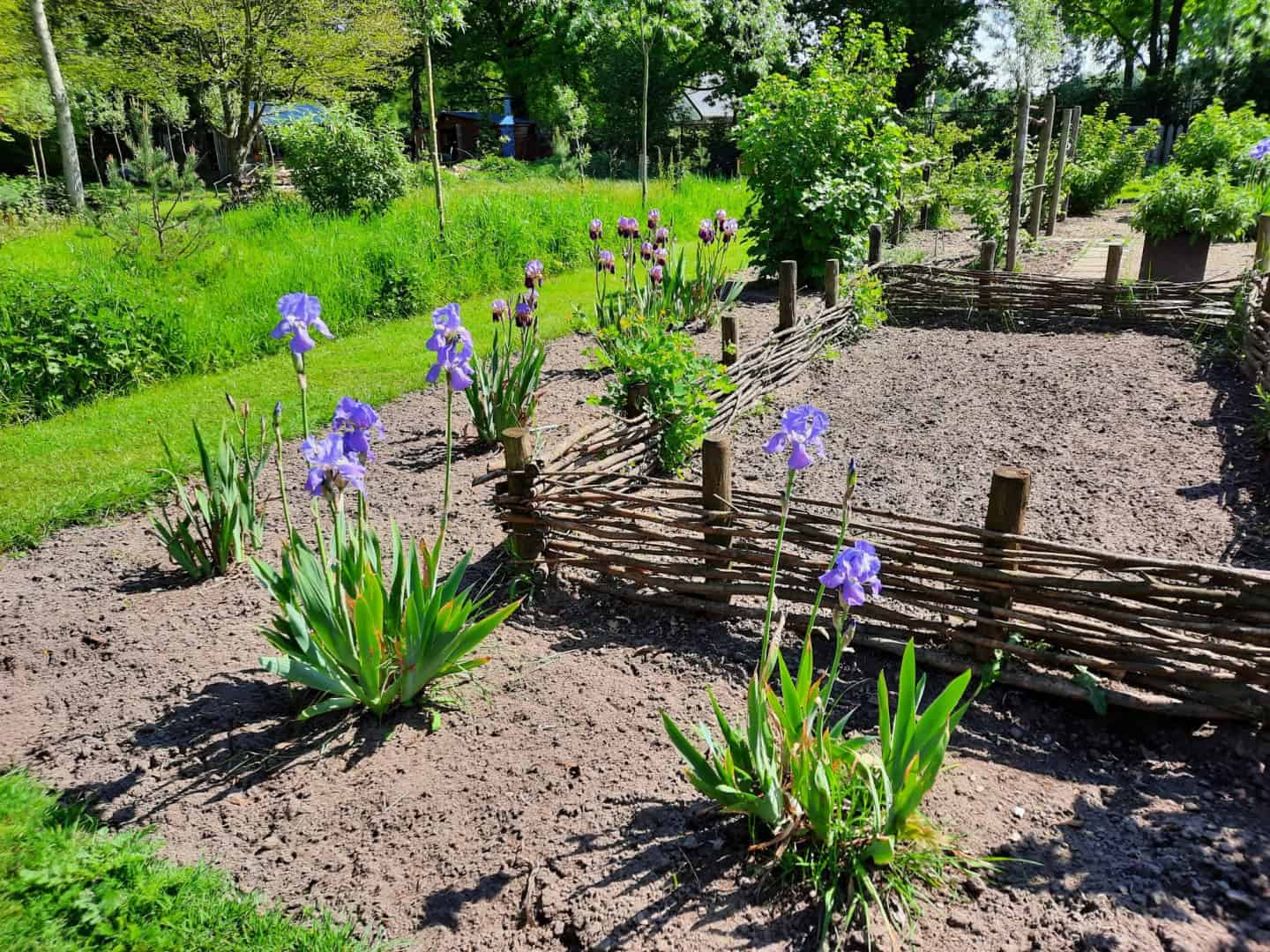 Jouw dagbesteding, jouw nieuwe plek. Een tuin met bloeiende paarse irissen, rieten hekken die verschillende gedeelten van elkaar scheiden en op een zonnige dag weelderig groen op de achtergrond.