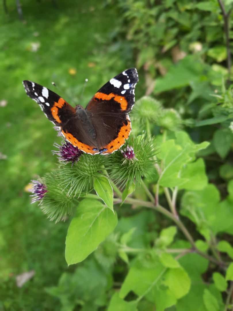 Jouw dagbesteding, jouw nieuwe plek. Een vlinder met zwarte, oranje en witte markeringen rust op een groene bladplant met kleine paarse bloemen. De achtergrond is een wazige groene tuin.