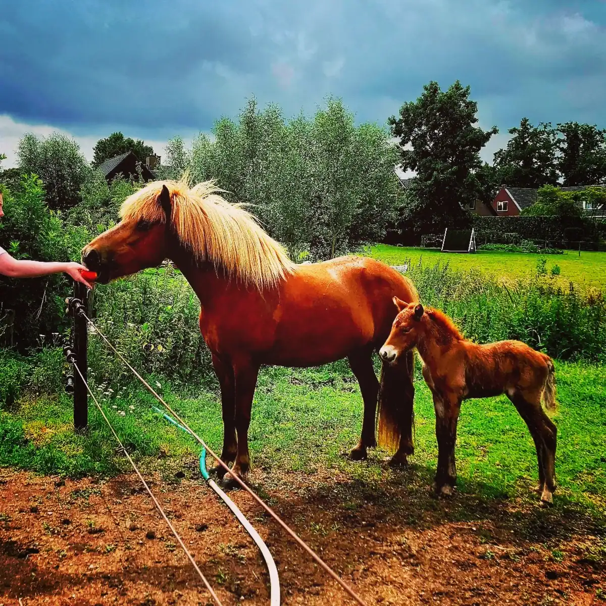 Jouw dagbesteding, jouw nieuwe plek. | LWDagbeleving | Dagbesteding biedt zinvolle activiteiten en ontmoetingen, met mens en dier in een groene omgeving.