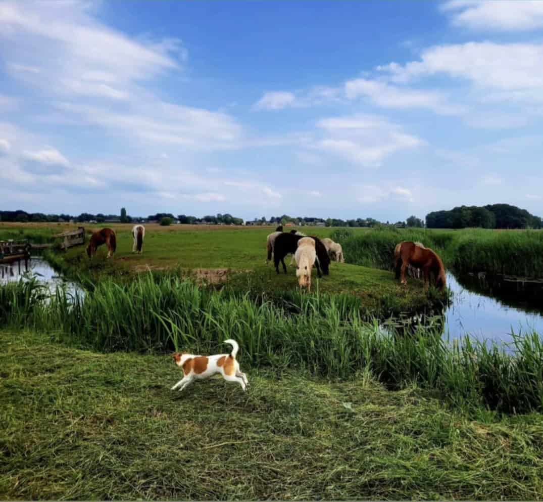 Jouw dagbesteding, jouw nieuwe plek. | LWDagbeleving bij JouwNieuwePlek | Buitenleven Laat Zien Hoe Afwisselend Dagbesteding Kan Zijn Voor Iedereen.